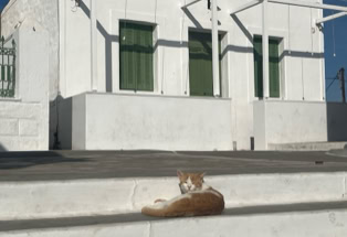 Katze auf Kythnos