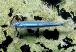 Tauchparadies Koufonisi