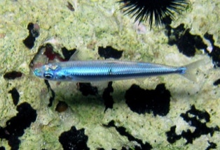 Tauchparadies Koufonisi