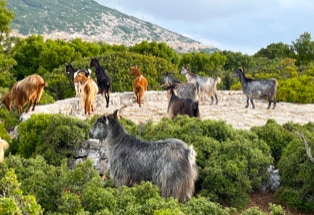 am Kloster Kathara, Ithaka