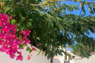 Patmos, Blumen